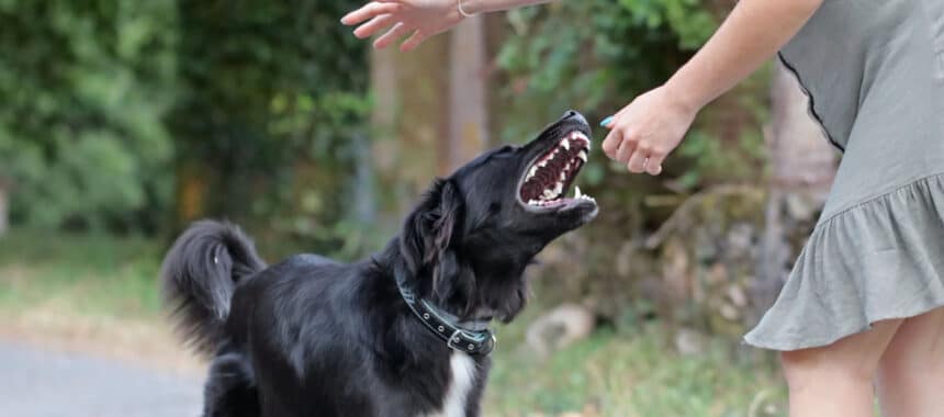 Georgia dog bite laws